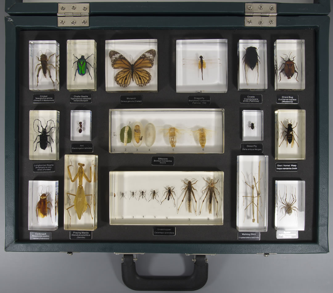 Insect teaching aid deluxe (model, 16 mounts)