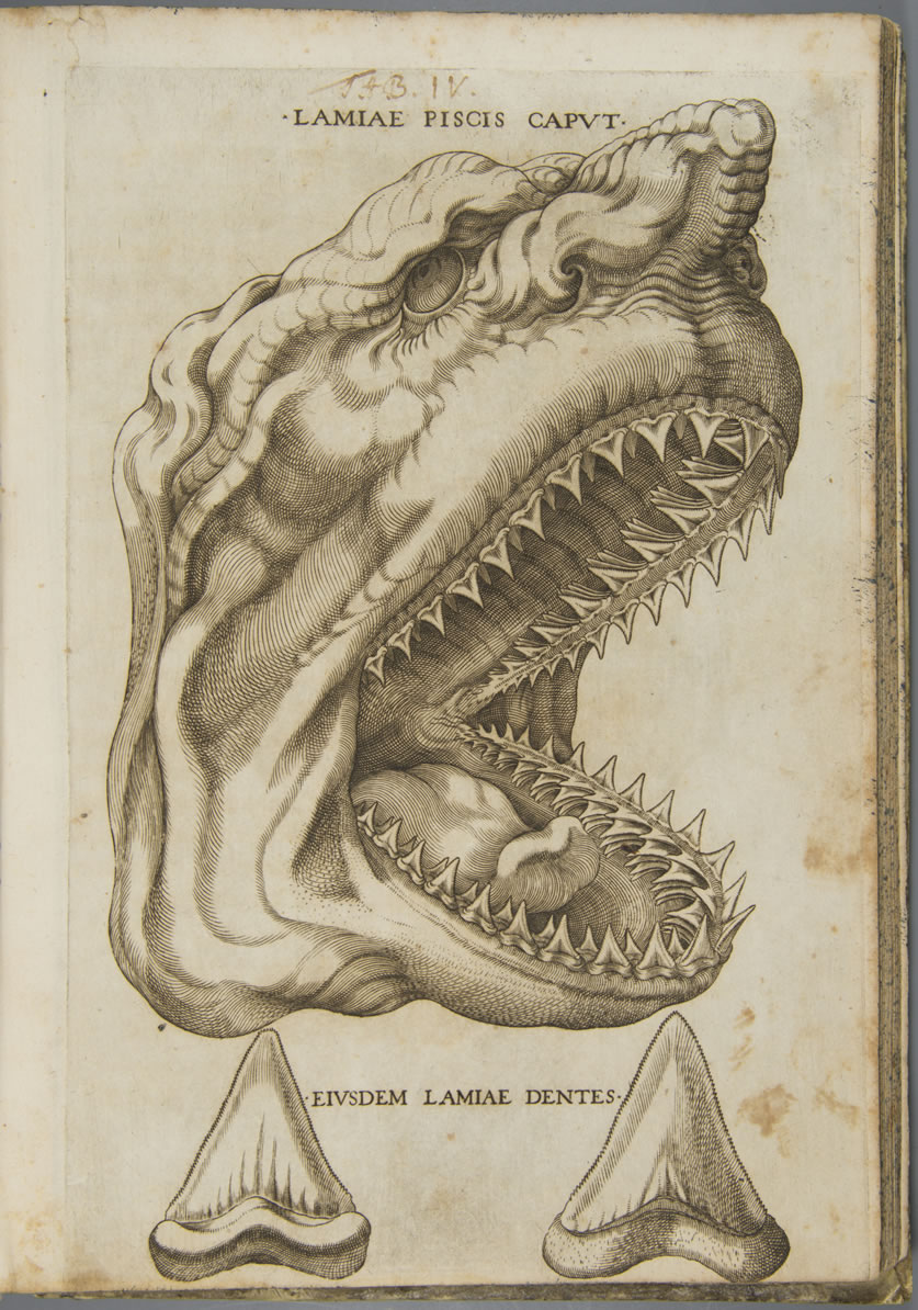 Elementorum myologiae specimen, seu musculi descriptio geometrica