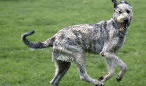 Wolfhound2