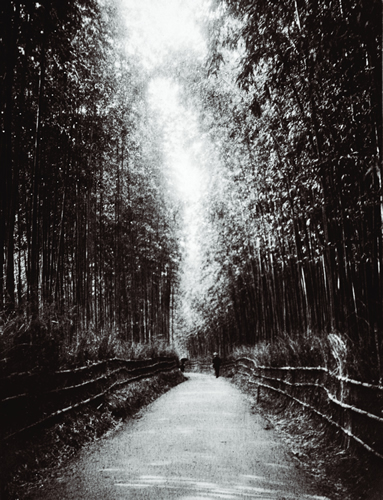 A road in Kyoto, shaded by a bamboo forest