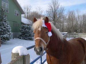 ales in christmas cap