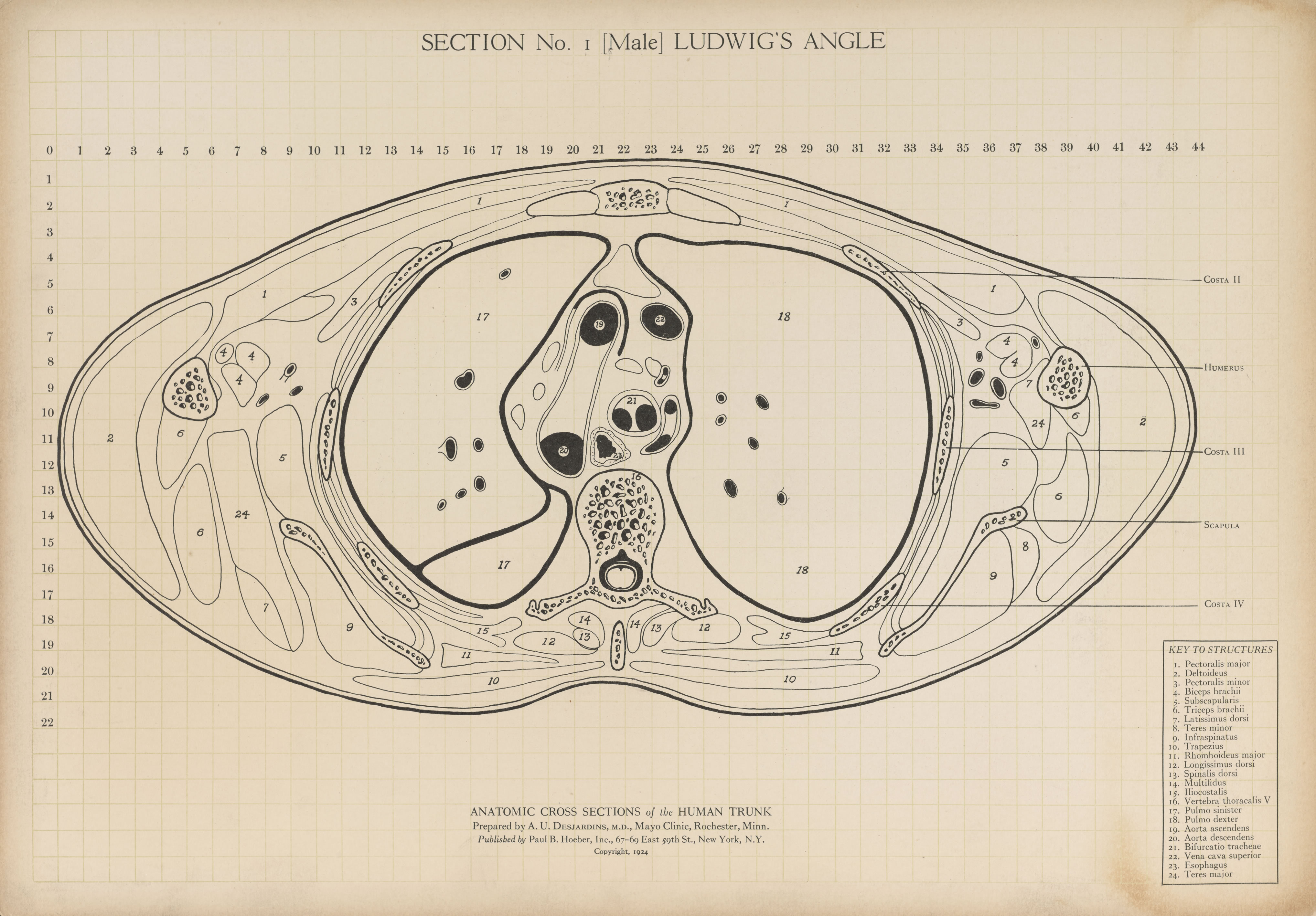 Anatomic cross section charts of the human trunk (life size)
