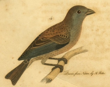 Female Indigo Finch