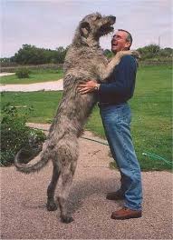 Wolfhound1