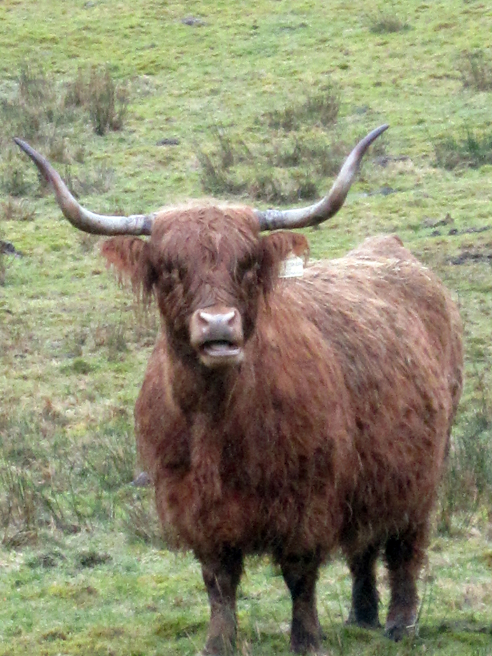 Scottish animal