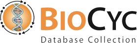 BioCyc Database Collection Logo