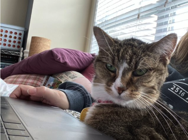 Cat sitting on laptop keyboard.