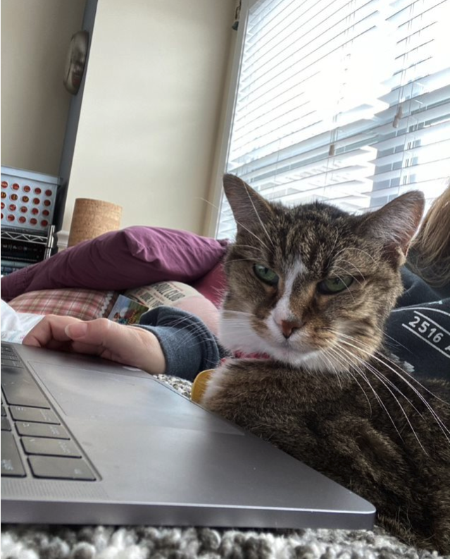 Cat sitting on laptop keyboard.