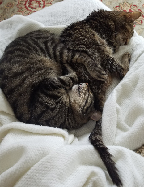 Two cats, curled up and asleep