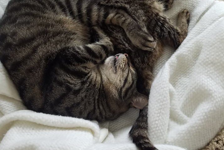 2 sleeping cats curled up in a ball
