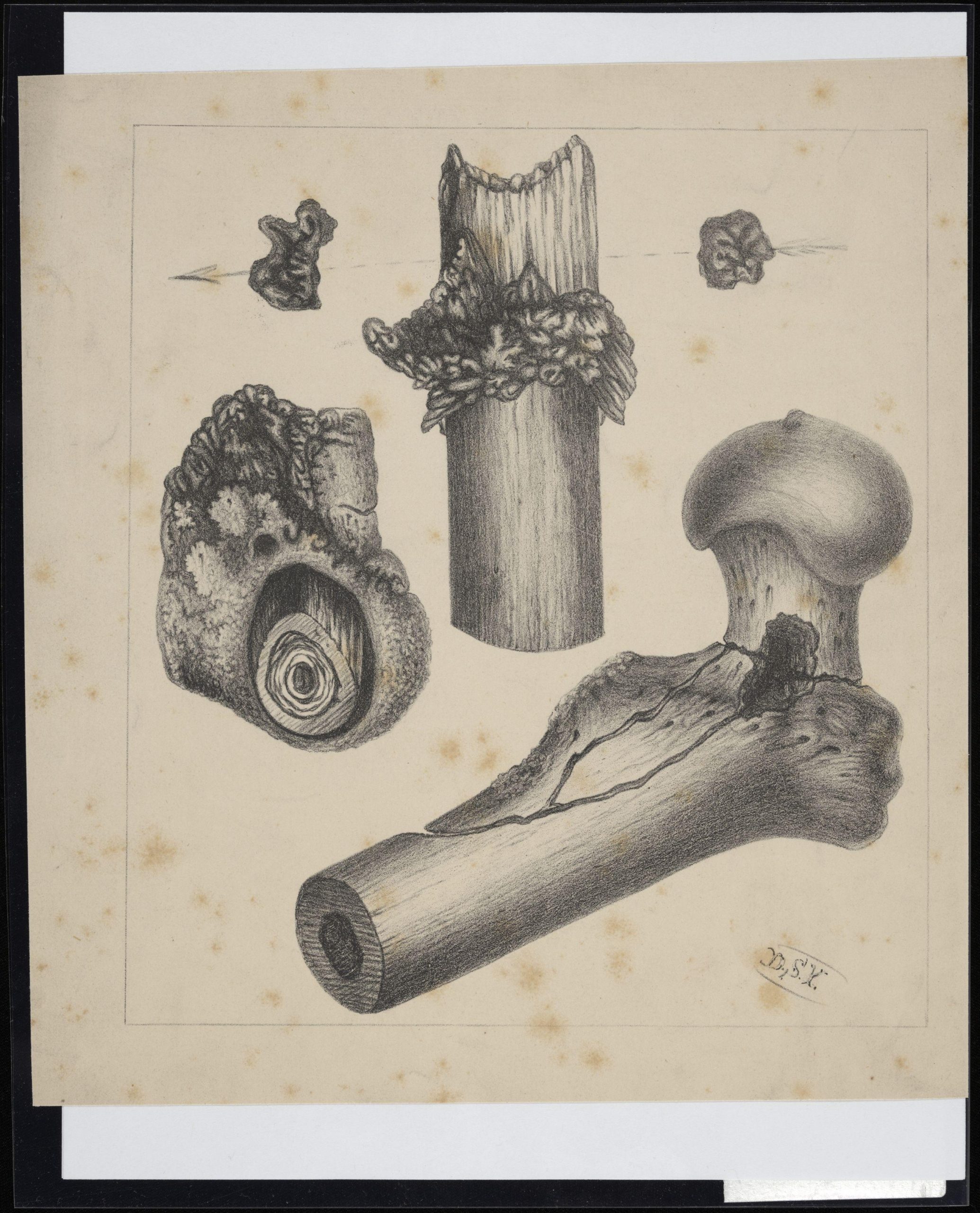 Bone fragment illustration