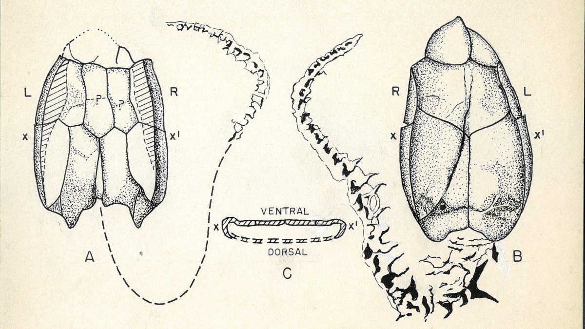 Hand drawn illustrations of a carpoid fossil from the dorsal view