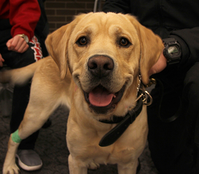service dog