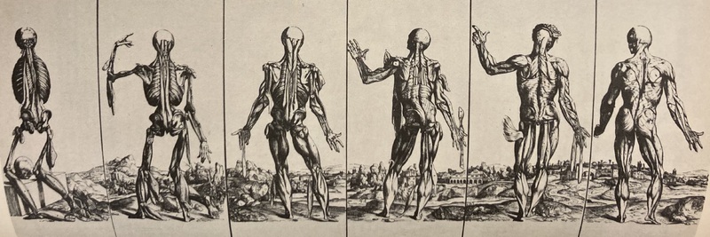 Vesalius Exhibits: The Muscle Men (back)