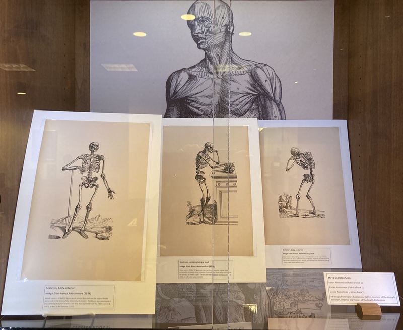 Vesalius Exhibits: The Skeleton Men