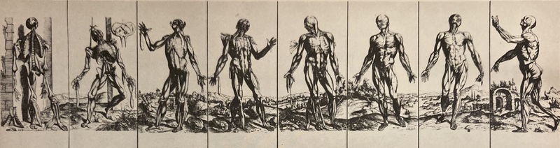 Vesalius Exhibits: The Muscle Men (front)