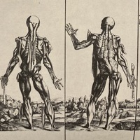 Vesalius Exhibits: The Muscle Men (back)