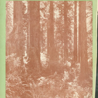 Strauss' poem: 'The Redwoods'