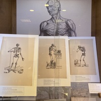 Vesalius Exhibits: The Skeleton Men