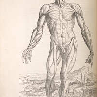 First Muscle Man of the Fletcher De Humani Corporis Fabrica