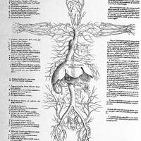  Anatomical Tables