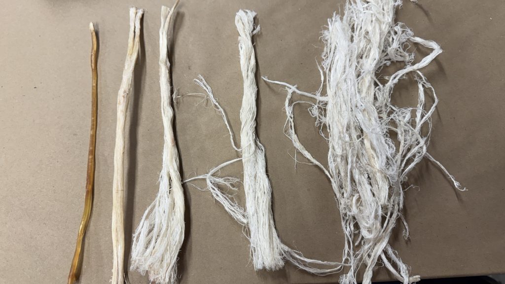A series of deer sinew in various stages from simply dried on the left to pounded, white and stringy on the right.